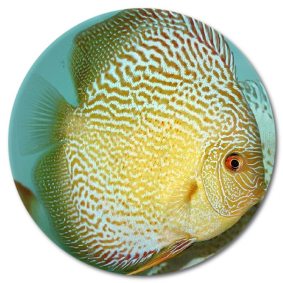 Yellow Snakeskin Discus  3-3.5 inch